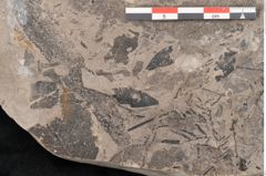 Foto (Detailansicht) von Cassia pseudophaseolites Ettingshausen (NHMW-GEO-2024-0188-10131b)